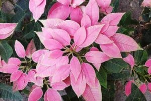 Christrose - JADORE-PING.