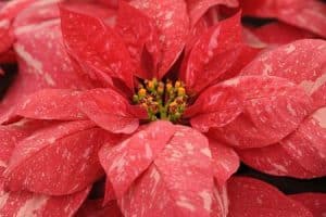 Christrose - JUBILEJNÍ-ROLNIČKY-Jubilee-Jingle-Bells