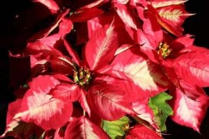 Christrose - EISIGER-PUNSCH-Ice-Punch