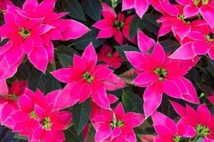 Weihnachtsstern - LOVE-U-PING-Poinsettia