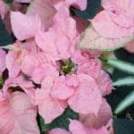 Weihnachtsrose - MaTOVE-VOLANIKY-Peppermint-Ruffles-Poinsettia