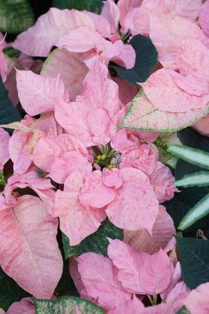 Weihnachtsstern – PEPPERMINT-RUFFLES-Poinsettia
