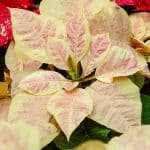 Weihnachtsstern - Mars-Marble-Poinsettia