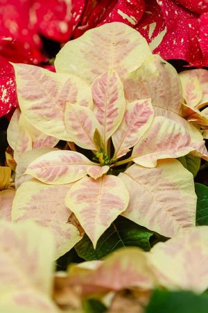 Weihnachtsstern – Mars-Marble-Poinsettia