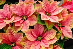 Weihnachtsstern - NOSTALGIA-VÁNOČNÍ-KRÁSY-Christmas-Beauty-Nostalgia-Poinsettia