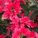 Weihnachtsrose - PRINCETTIA-DARK-PING