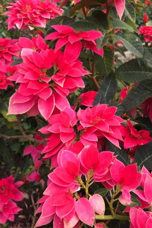 Weihnachtsstern – PRINCETTIA-DARK-PINK