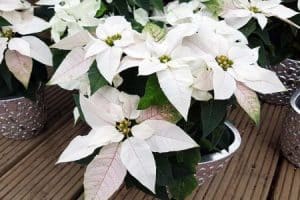 Weihnachtsrose - PRINCETTIA-PURE-WHITE