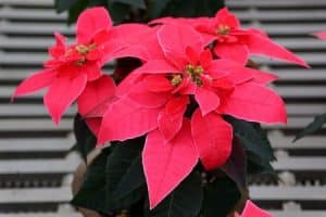 Weihnachtsrose - PRINCETTIA-RED