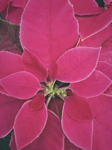 Weihnachtsrose - PRINCETTIA