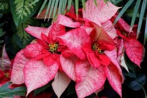 Weihnachtsstern - Premium-Picasso-Poinsettia