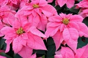 Christrose - SANTA-CLAUS-PING