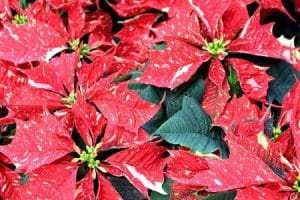 Christrose - SONORA-WHITE-GLITTER