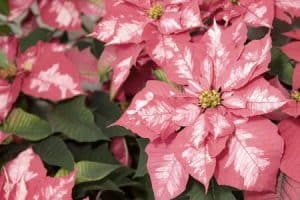 Christrose - SPARKLING-PUNCH