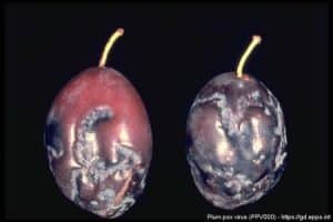Šárka švestek – příznaky infekce na plodech švestky