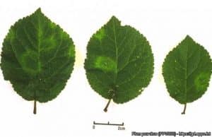 Šárka švestek – Příznaky infekce na listech švestky cv. Brompton, ukazuje nažloutlé kroužky