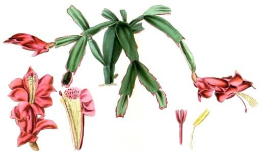 Schlumbergera_truncata_Exotic_Flora_Plate