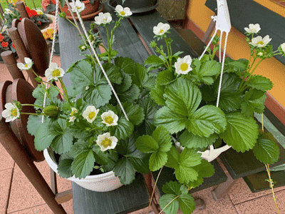 Erfahrung mit dem Düngen von Erdbeeren