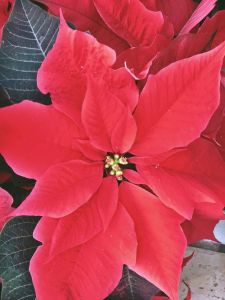 Christrose - TIKAL-RED
