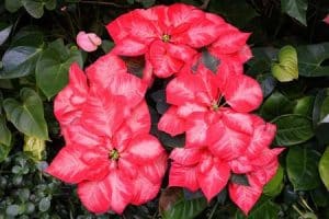Weihnachtsstern - WEIHNACHTSSCHÖNHEIT-PRINZESSIN-Christmas-Beauty-Princess-Poinsettia