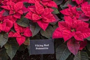 Christrose - VIKING-RED