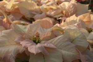 Christrose - VISIONS-OF-GRANDEUR
