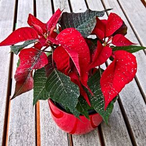 Rote Weihnachtsstern Prystic mit gefüllten Blüten