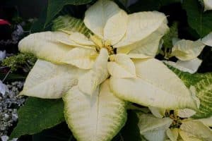 Christrose - WHITE-WONDER