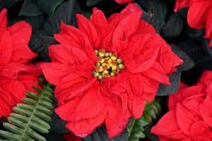 Christrose - WINTER-ROSE-EARLY-RED
