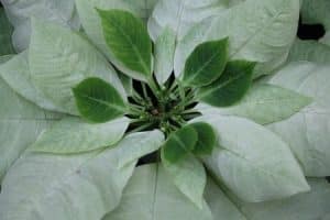 Weihnachtsstern - ZELENA-ZAVIST-Green-Envy-Poinsettia.