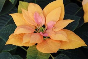 Christrose - GOLDFIEBER