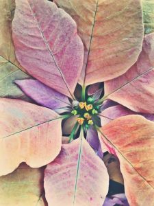 Christrose - Goldfieber