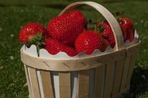 Erdbeeren pflücken und lagern - Erdbeeren in einem Korb