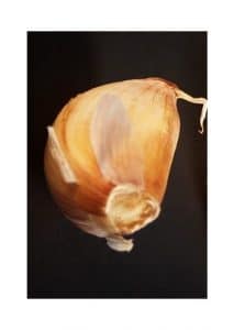 Wie man Knoblauch pflanzt – die richtige Ausrichtung der Knoblauchzehe beim Einpflanzen