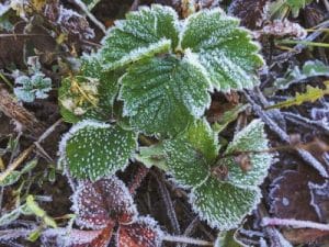 Wie man Erdbeeren winterfest macht