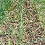 Knoblauch im Frühling