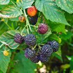 Brombeere auf dem Blatthintergrund