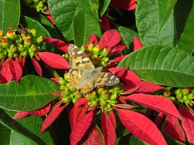 Roter Weihnachtsstern mit großen scheibenförmigen Blättern