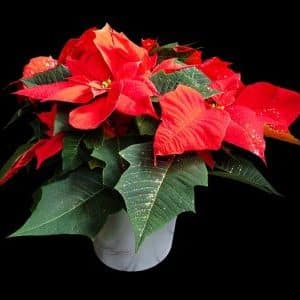 Christrose
