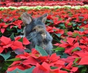 Christrose und Hase