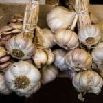 Trocknen von Knoblauch