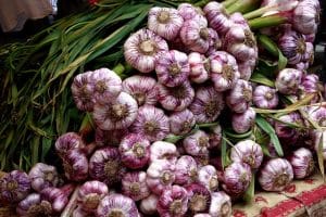 Knoblauchernte