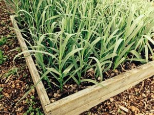 gepflanzter Knoblauch