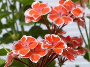 Orangerote Geranienblüten mit weißem Rand in Nahaufnahme vor grünem Laub