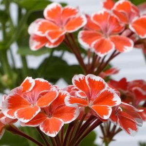 Orangerote Geranienblüten mit weißem Rand in Nahaufnahme vor grünem Laub
