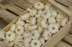 geernteter Knoblauch