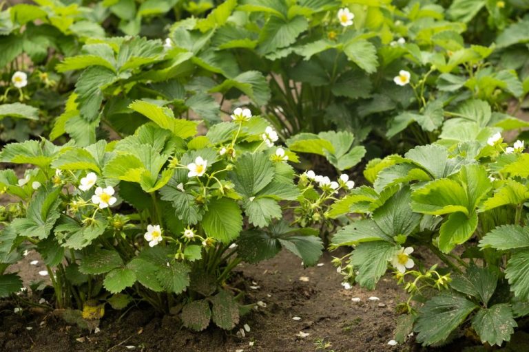 Düngung von Erdbeeren im Frühjahr