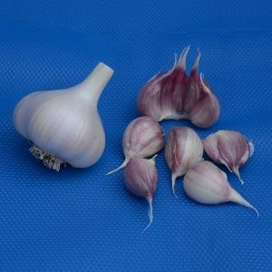 Beizen von Knoblauch – Aufteilen der Knoblauchköpfe in Zehen