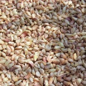 Beizung von Knoblauch – in Zehen aufgeteilter Knoblauch