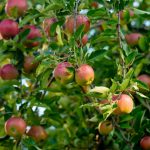 Roter Apfelbaum mit Äpfeln im Herbst